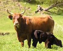 Brindle horned cow and black calf