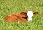 photo of a red and white calf